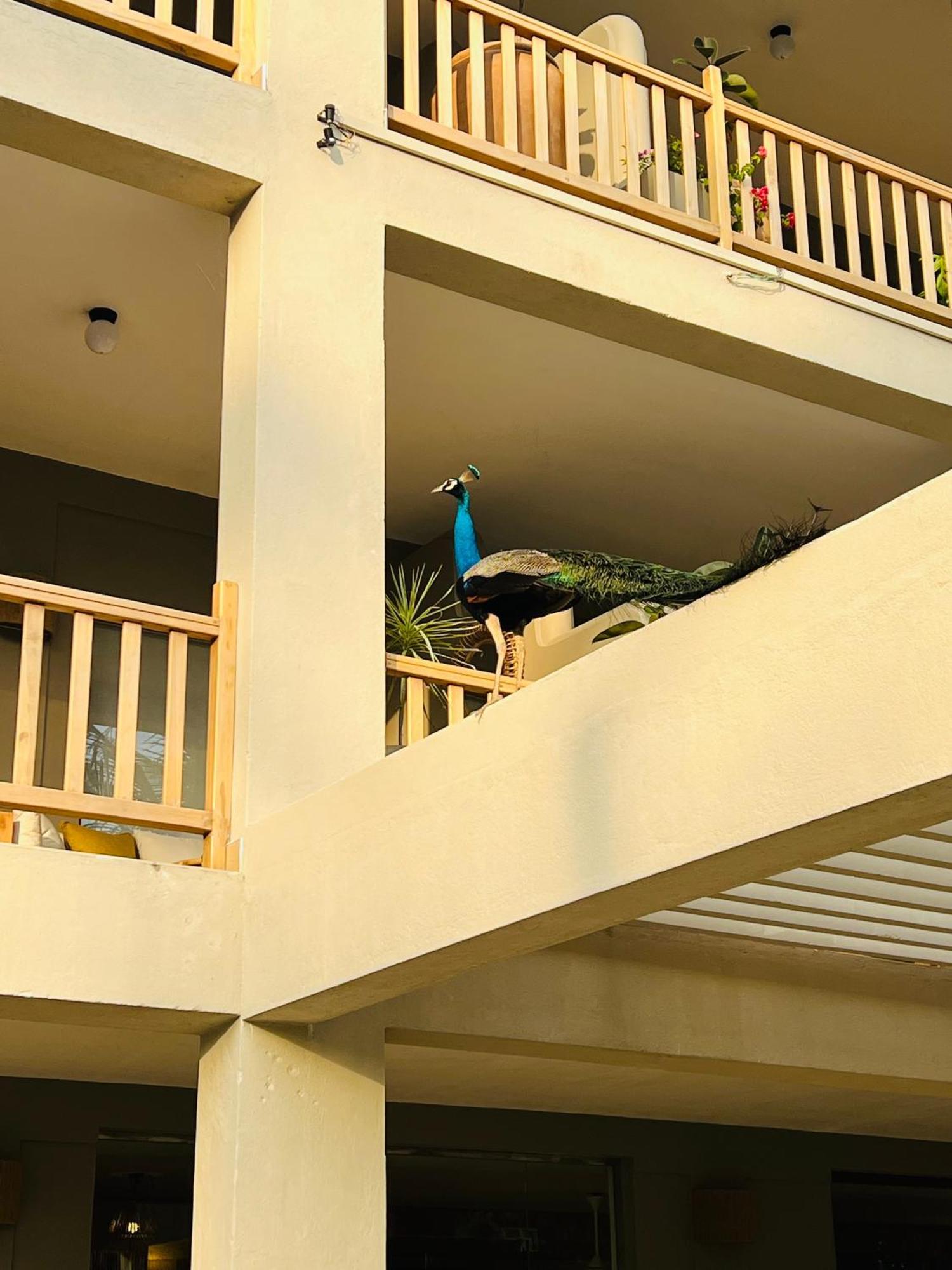 The Jam House Hotel Ahangama Exterior photo